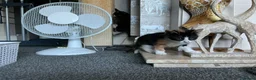Mixed Breed cats for sale: Kittens  - Advert 6