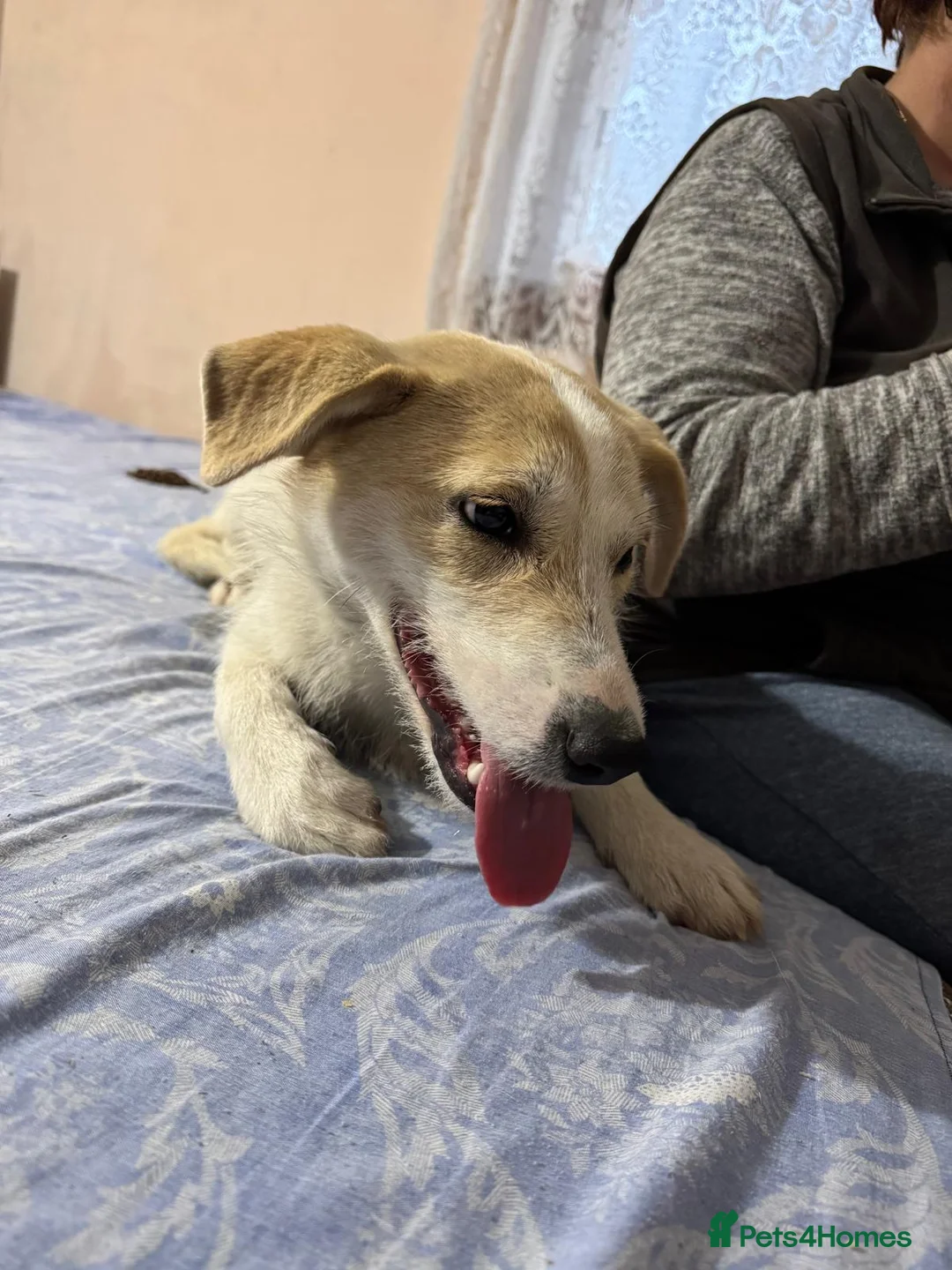 Mixed Breed dogs for adoption: 🐾❄️ NEVE – The Gentle Little Snowdrop ❄️🐾 - Advert 2