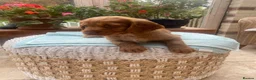 Cocker Spaniel dogs for sale: Two handsome chocolate brown and golden males  - Advert 10