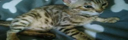 Mixed Breed cats for sale: Cute and Playful Kittens - Advert 16