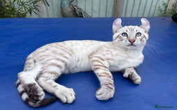 Keetso cats for sale: The best Keetso boy ever  - Image 27