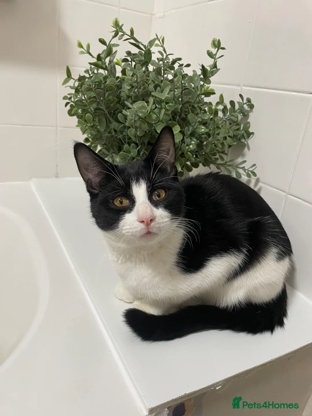 Mixed Breed cats for sale: Father and son - Advert 2