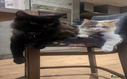 Maine Coon cats for sale: 5 Beautiful Maine Coon kittens available! 😻 - Image 25