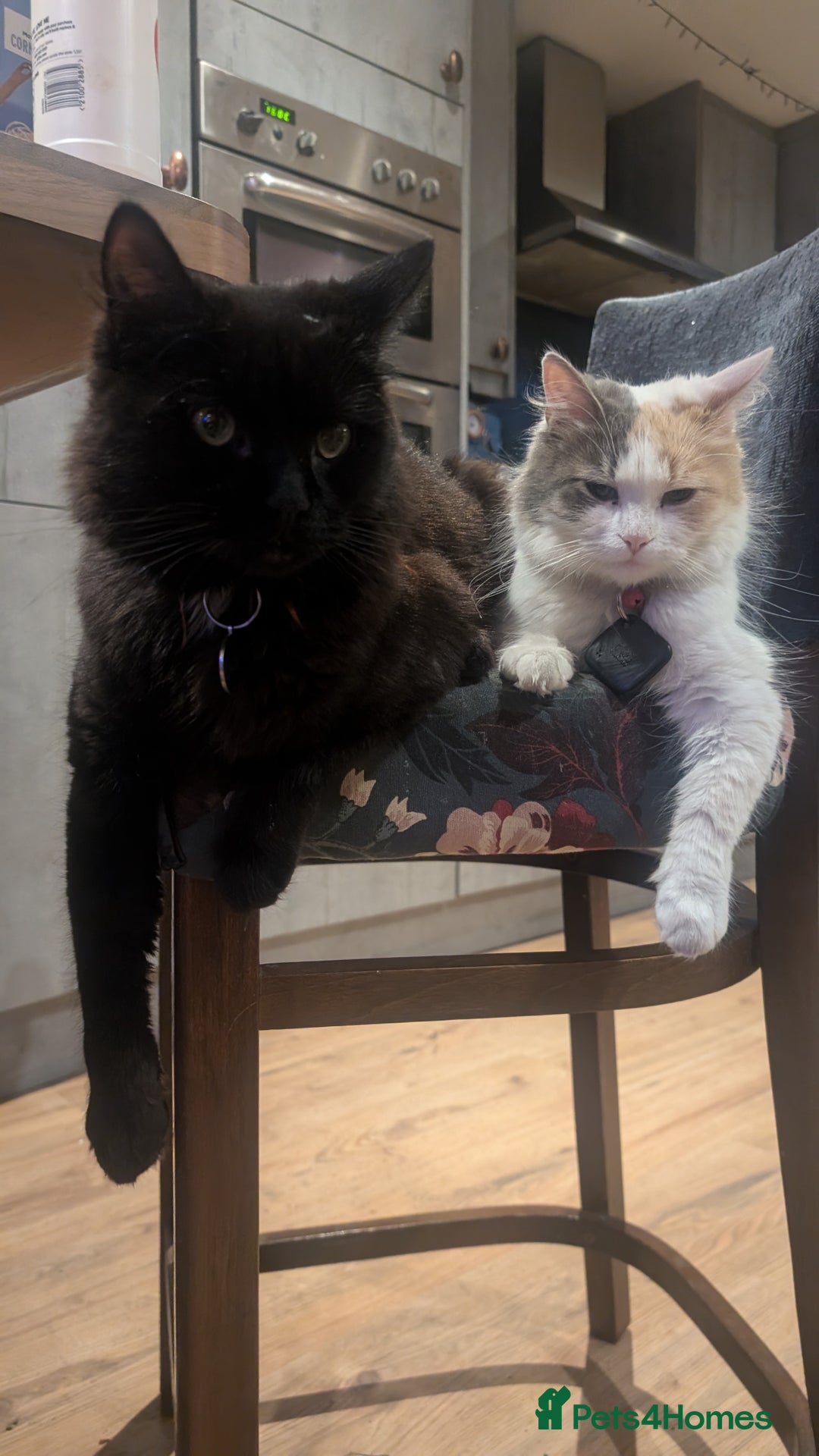 Maine Coon cats for sale: 5 Beautiful Maine Coon kittens available! 😻 - Image 25