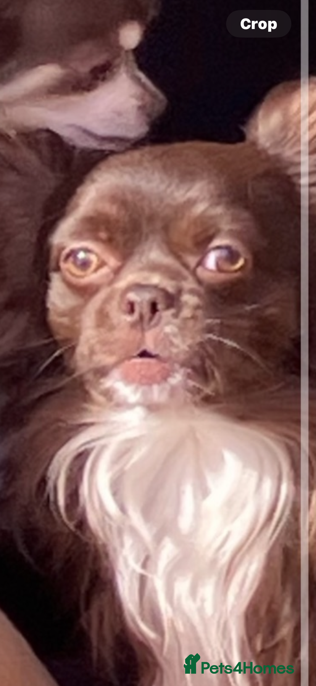 Chihuahua dogs for sale: Pedigree chihuahua puppies last 2 boys  - Image 3