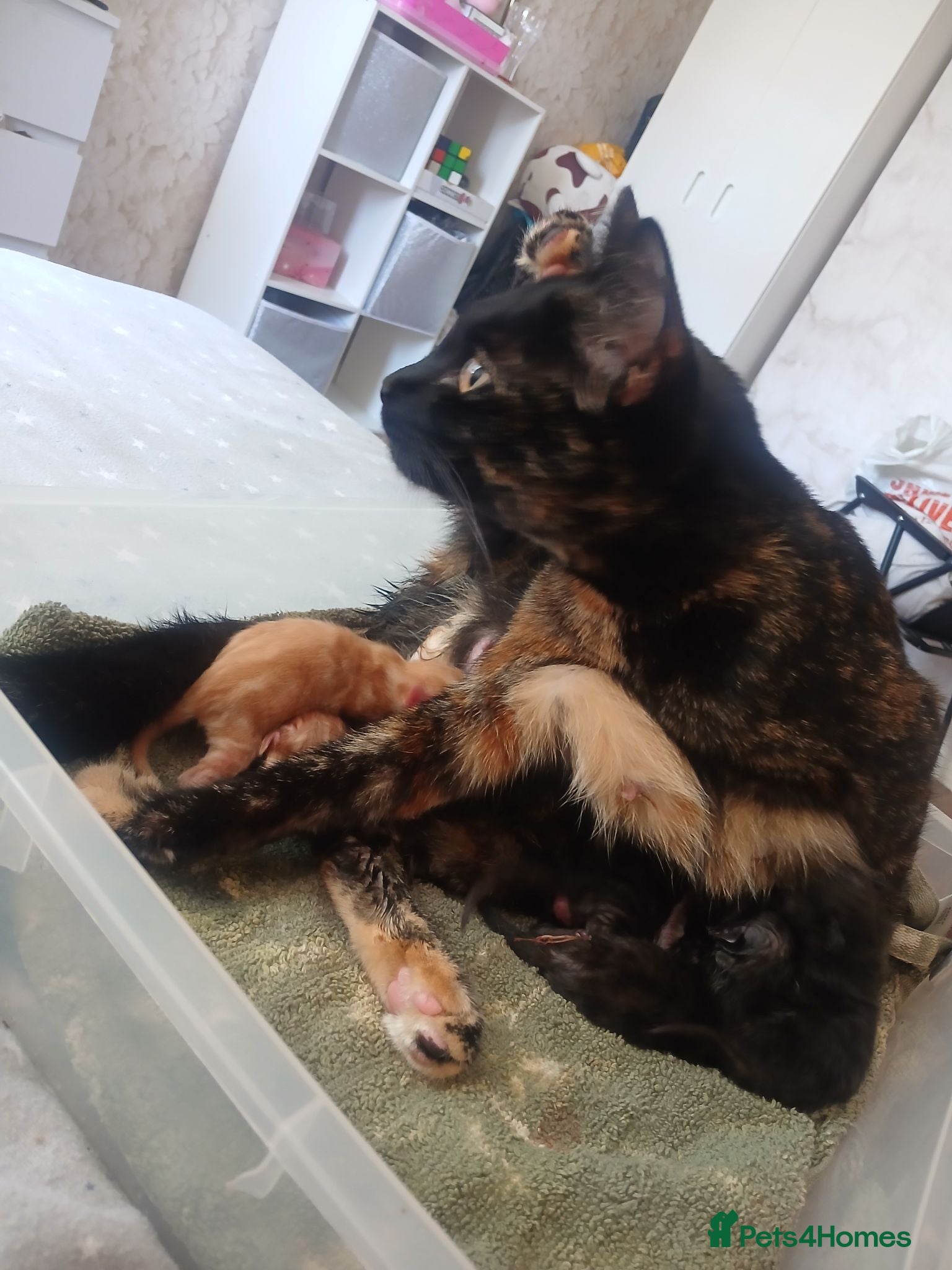 Mixed Breed cats Six beautiful kittens for sale. - Advert 2