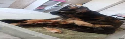 Mixed Breed cats for sale: Six beautiful kittens for sale. - Advert 1