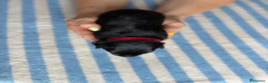 Red Puppy