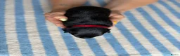 Belgian Shepherd Dog dogs for sale: EXCEPTIONAL WORKING LINE SHEPHERDS! - Advert 13