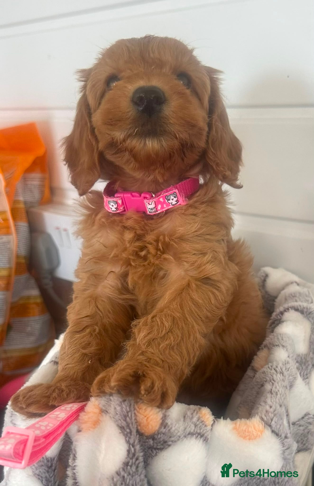Cockapoo dogs Licensed F1b  fully  health tested £1000 - Advert 8