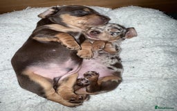 Mixed Breed dogs for sale: Adorable Daschund x spaniel pups  - Advert 28