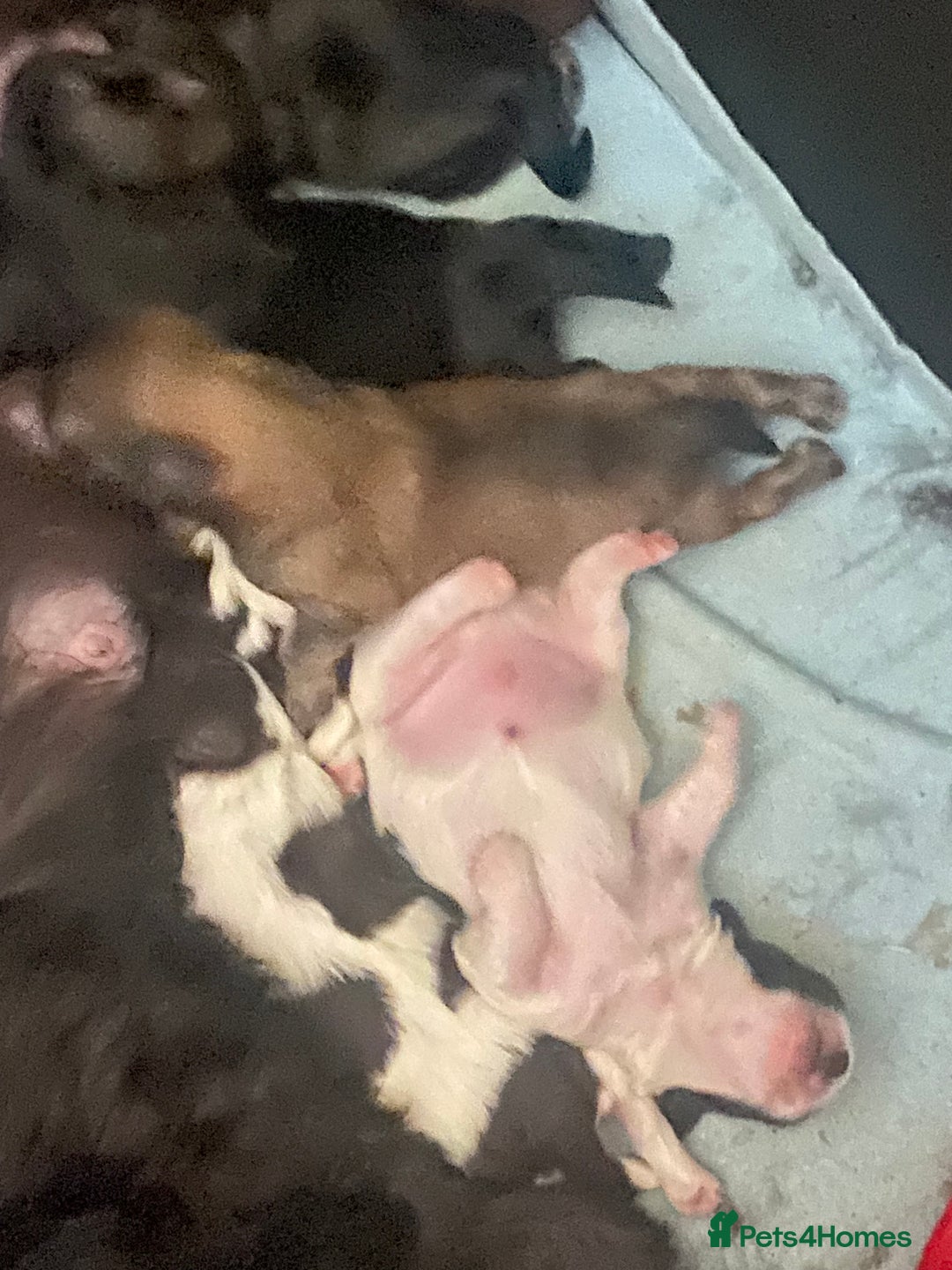 Shih Tzu dogs for sale: Shih tzus puppy for sale - Image 15
