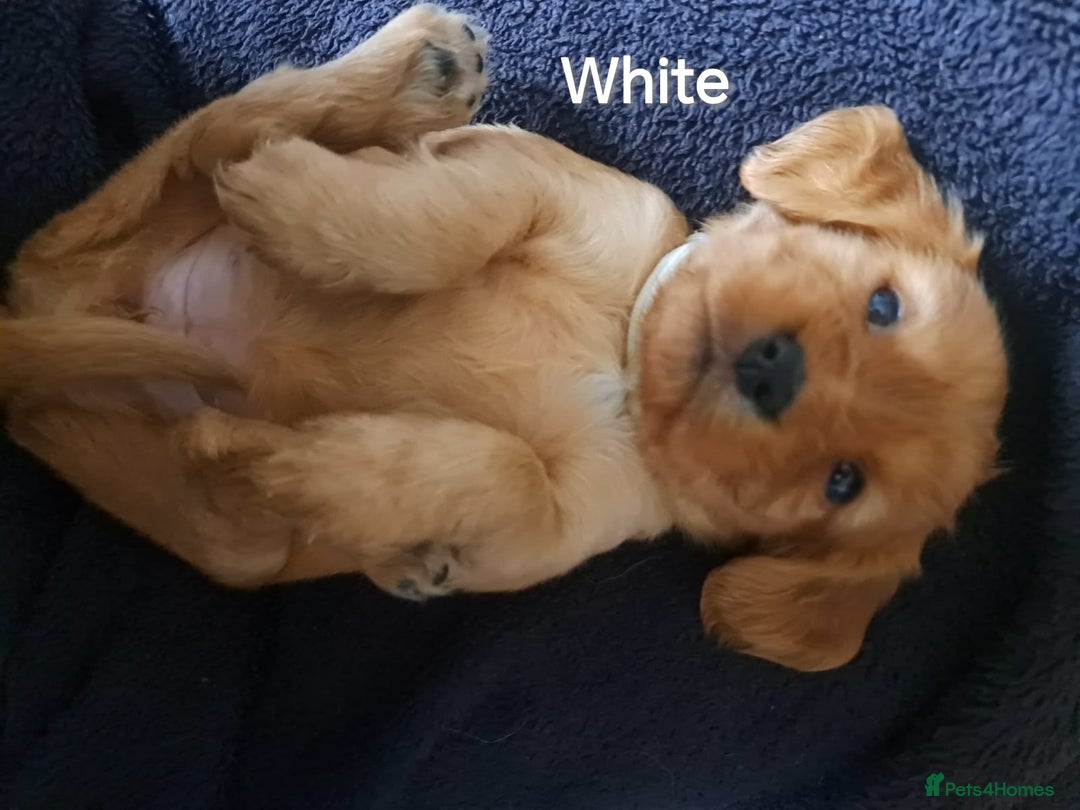 Cocker Spaniel dogs for sale: Cocker spaniel puppies - Image 6