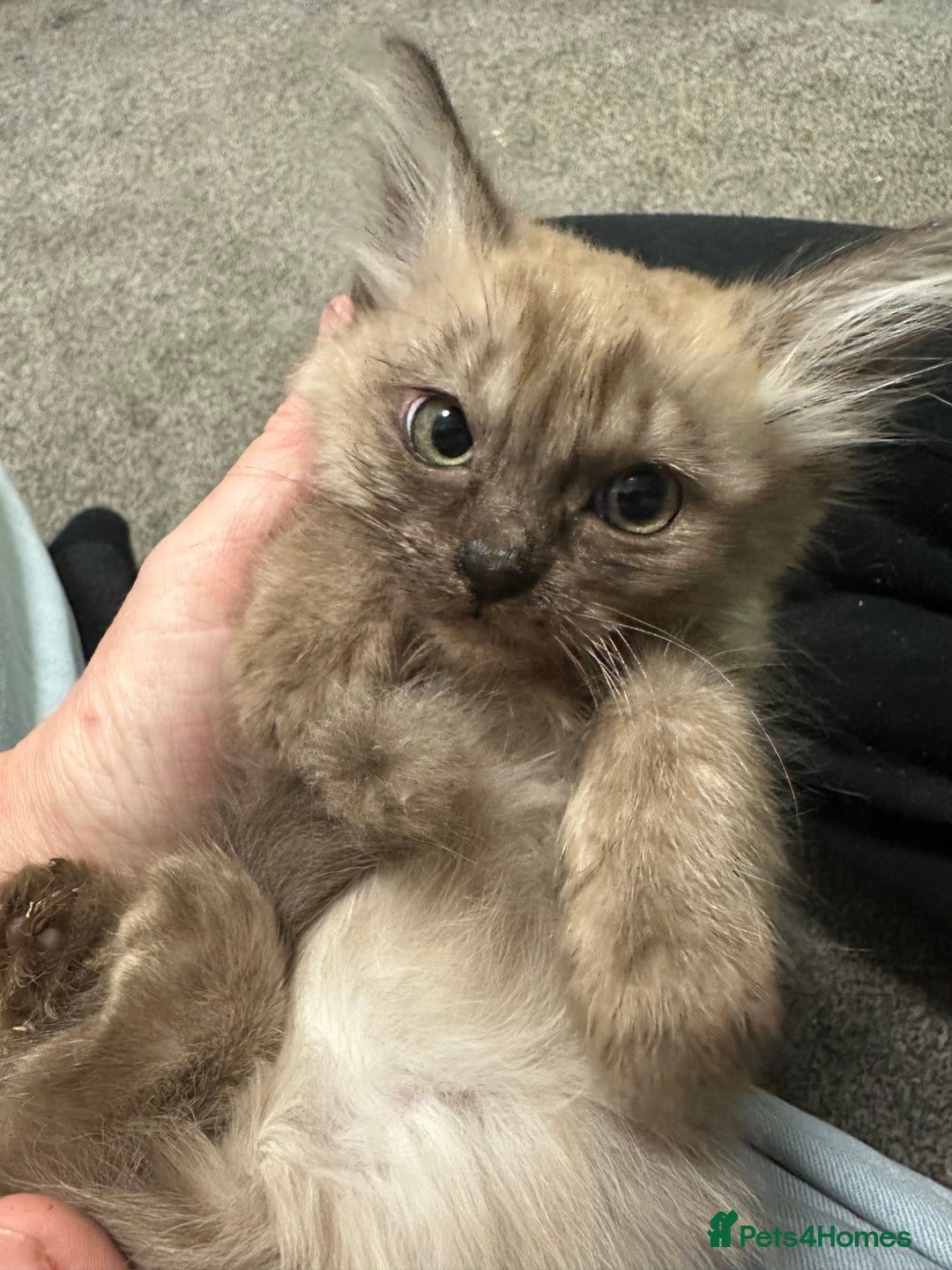 Burmilla cats for sale: GCCF Reg pedigree Asian (Burmilla)  - Advert 3