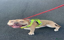 Mixed Breed dogs for sale: Buddy ❤️ - Image 4