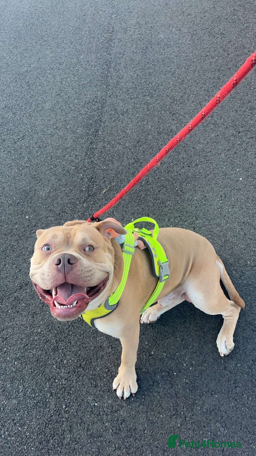 Mixed Breed dogs for sale: Buddy ❤️ - Image 4