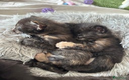 Maine Coon cats for sale: 5 bengal/maine coon kittens - Image 13