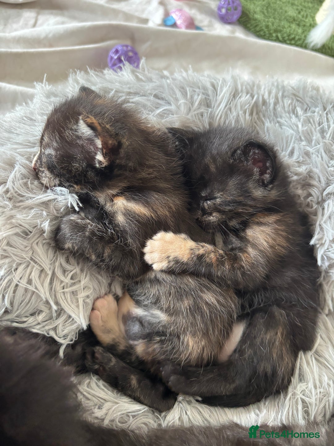 Maine Coon cats for sale: 5 bengal/maine coon kittens - Image 13