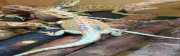 Bearded Dragon reptiles for sale: Stunning baby bearded dragons £100 ONO  - Advert 13