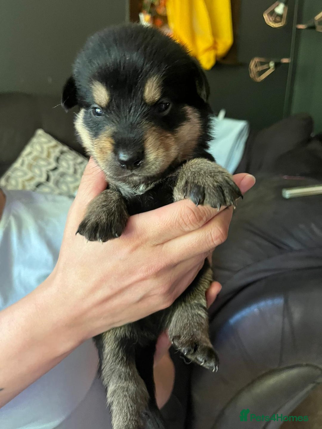 Mixed Breed dogs for sale: 9 beautiful rottweiler cross german shepherd pups - Image 2