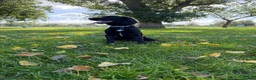 Sprocker dogs for sale: Sprocker spaniel  - Advert 4