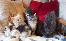 Maine Coon cats for sale: Maine coon x short haired kittens  - Advert 5