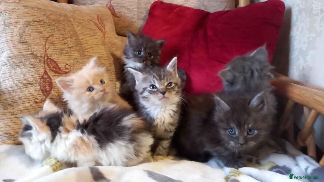 Maine Coon cats for sale: Maine coon x short haired kittens  - Advert 5
