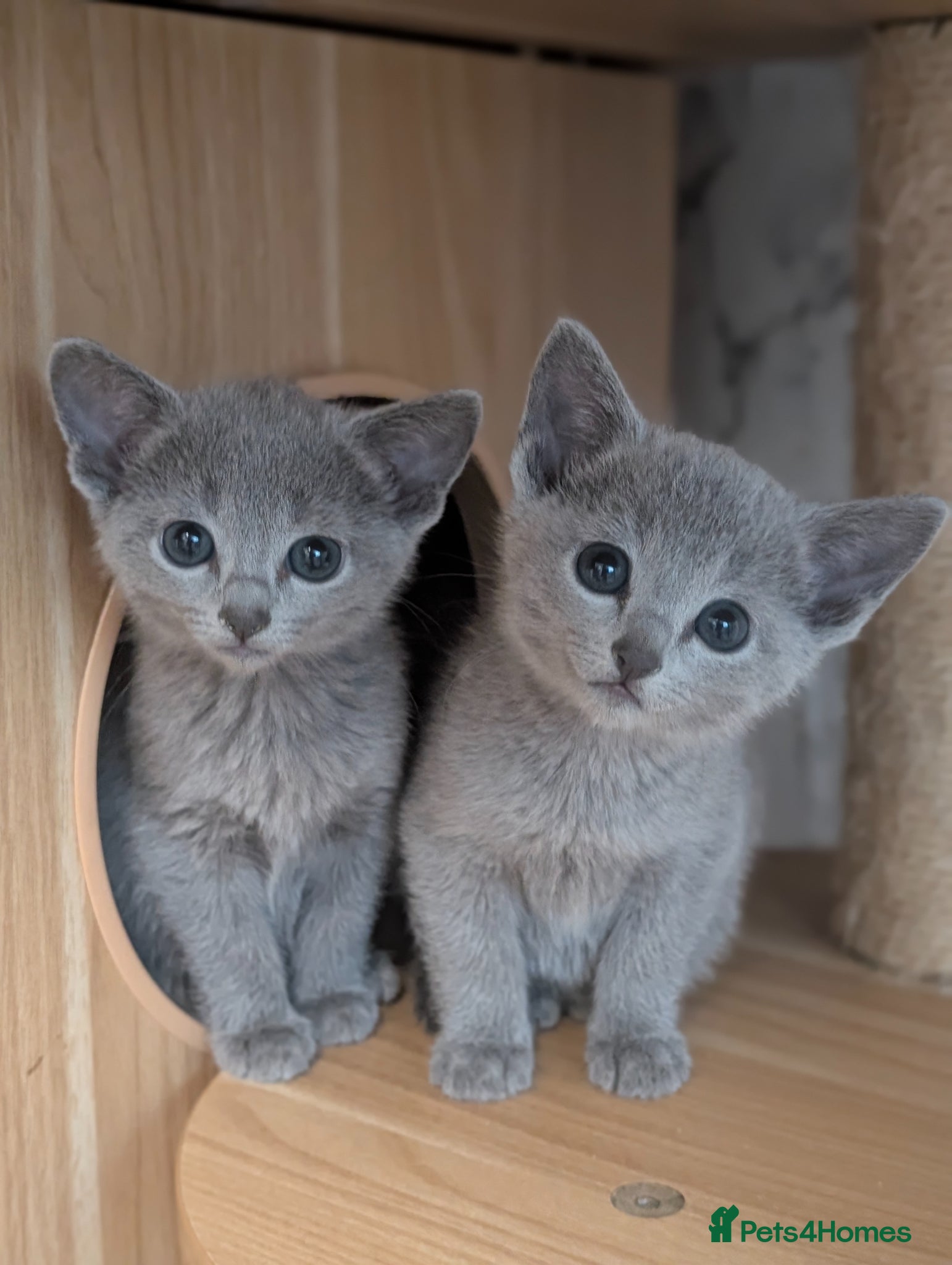 Russian Blue cats Stunning Full Pedigree Russian Blue  - Advert 4