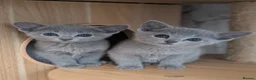 Russian Blue cats for sale: Stunning Full Pedigree Russian Blue  - Advert 1