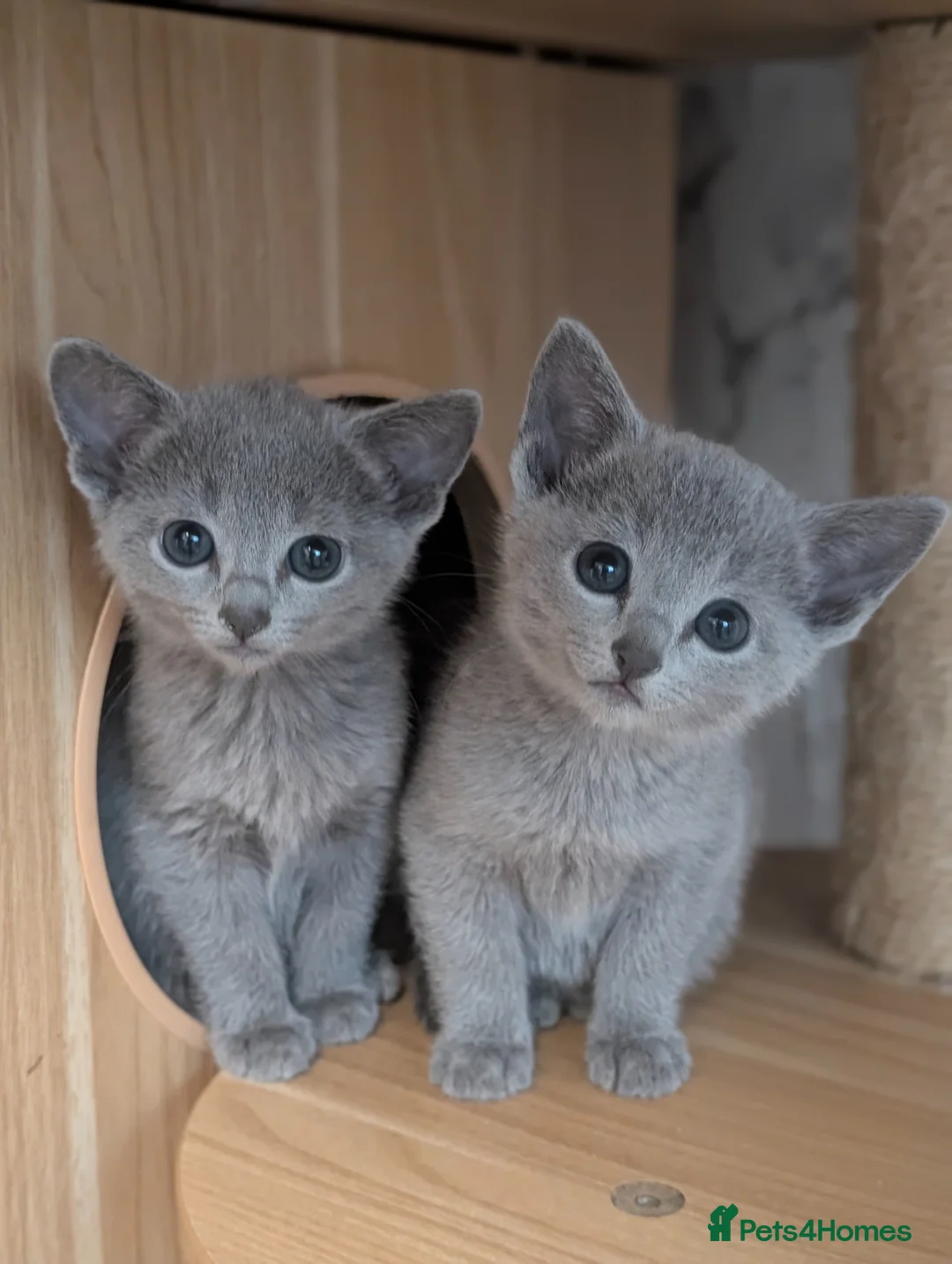 Russian Blue cats for sale: Stunning Full Pedigree Russian Blue  - Advert 1