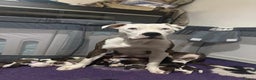 American Bull Staffy dogs for sale: American bulldog X staffy pups  - Advert 6