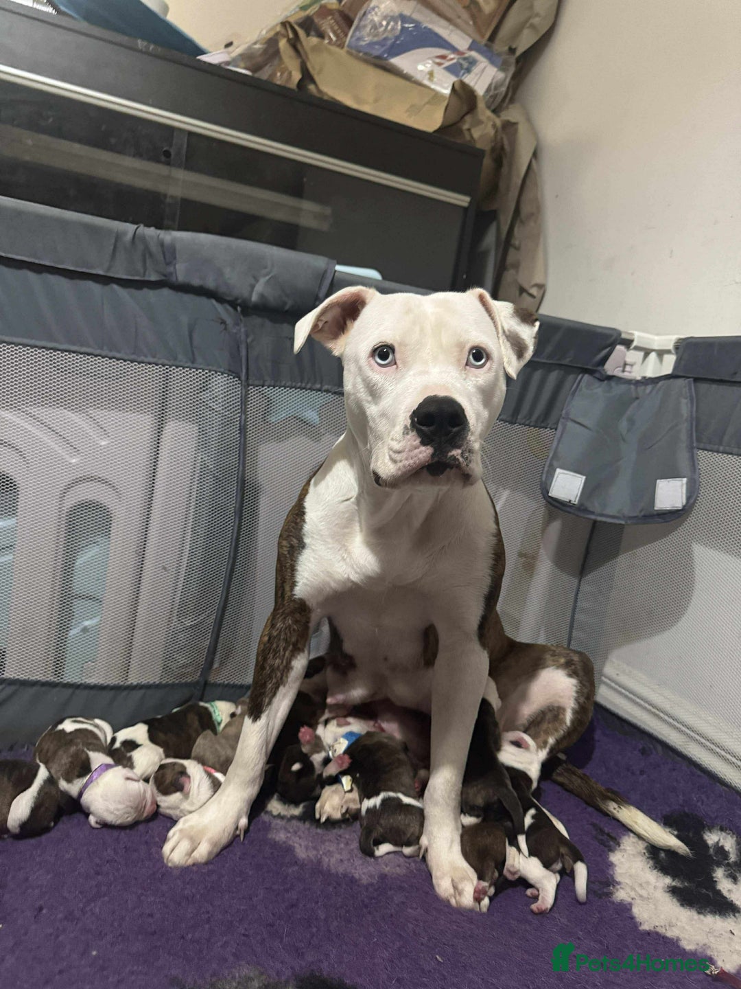 American Bull Staffy dogs for sale: American bulldog X staffy pups  - Advert 6