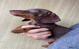 Dachshund dogs for sale: Miniature Dachshund Puppies ⭐️ only two left ⭐️ - Advert 5