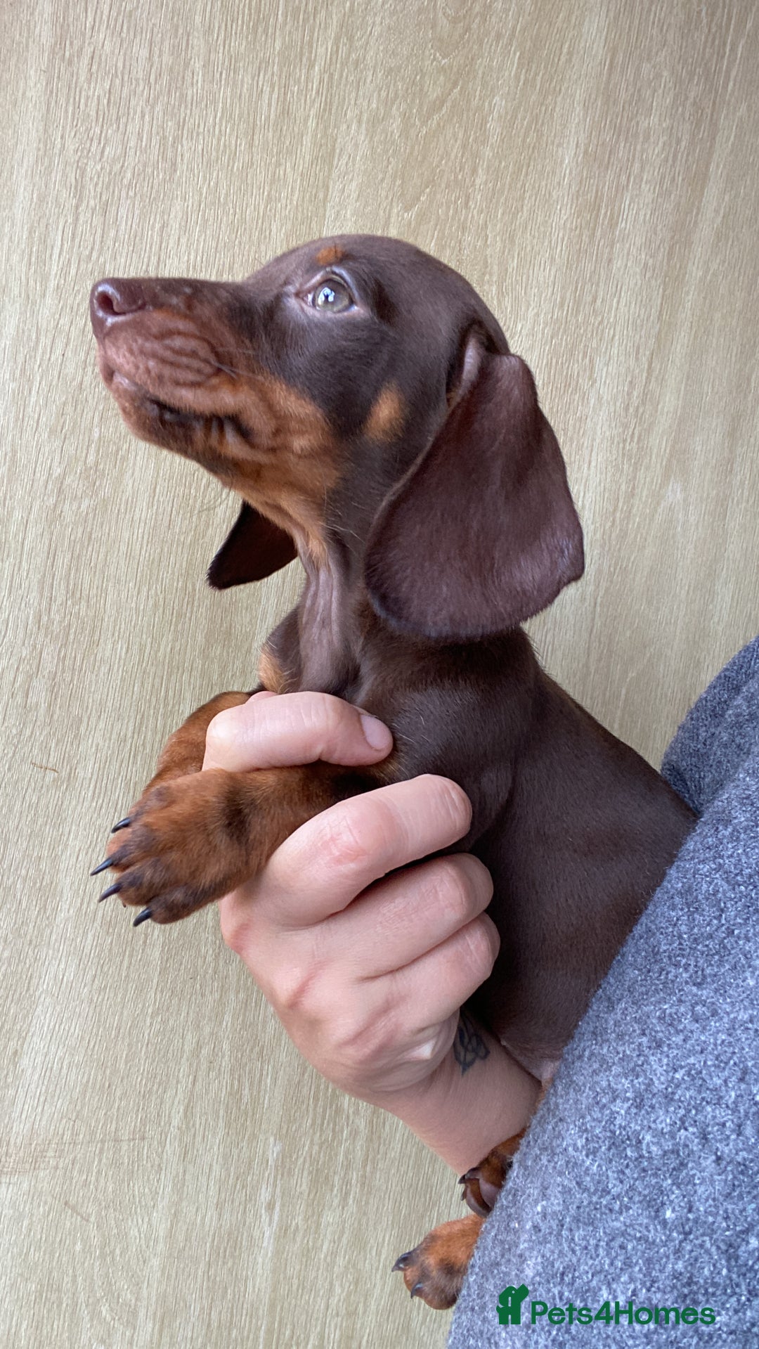 Dachshund dogs for sale: Miniature Dachshund Puppies ⭐️ only two left ⭐️ - Advert 5