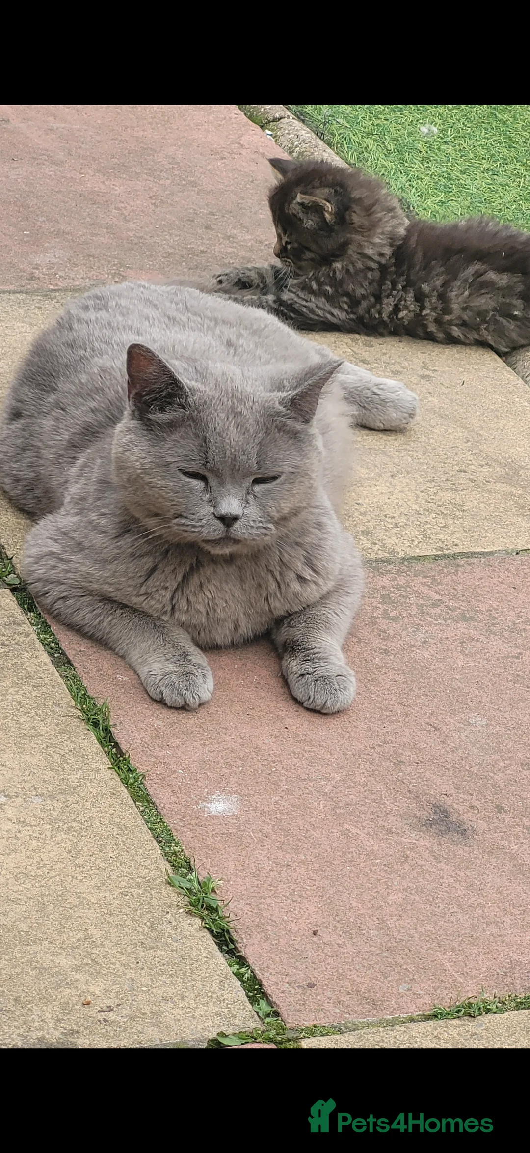 Mixed Breed cats for sale: Kittens are ready to go to new homes  - Advert 2