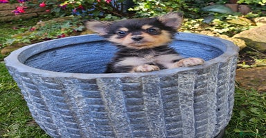 Pomchi dogs - Advert 6