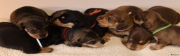 Miniature Dachshund dogs for sale: 5*Licensed+KC+PRAclear+VETchecked+Chocolate&Cream - Advert 2