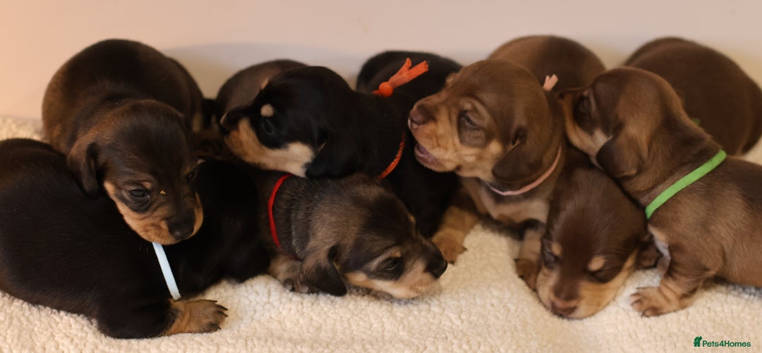 Miniature Dachshund dogs for sale: 5*Licensed+KC+PRAclear+VETchecked+Chocolate&Cream - Advert 2