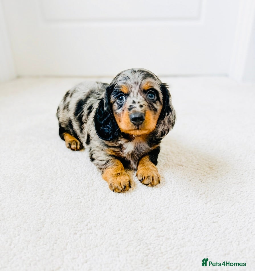 Miniature Dachshund dogs Miniature Dachshund puppies - Advert 6
