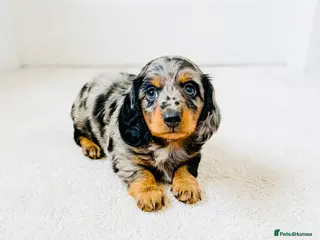 Miniature Dachshund dogs Miniature Dachshund puppies - Advert 6