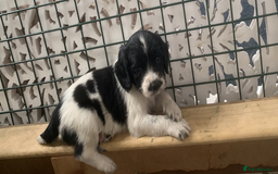 English Springer Spaniel dogs for sale: Beautiful  - Image 14