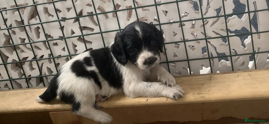 English Springer Spaniel dogs for sale: Beautiful  - Image 14