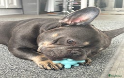 French Bulldog dogs for sale: 2 Year Old Male French Bulldog - Image 3