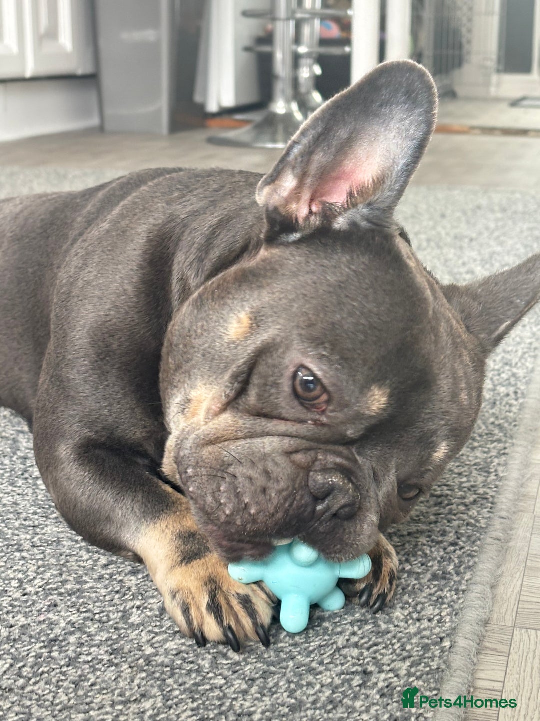 French Bulldog dogs for sale: 2 Year Old Male French Bulldog - Image 3
