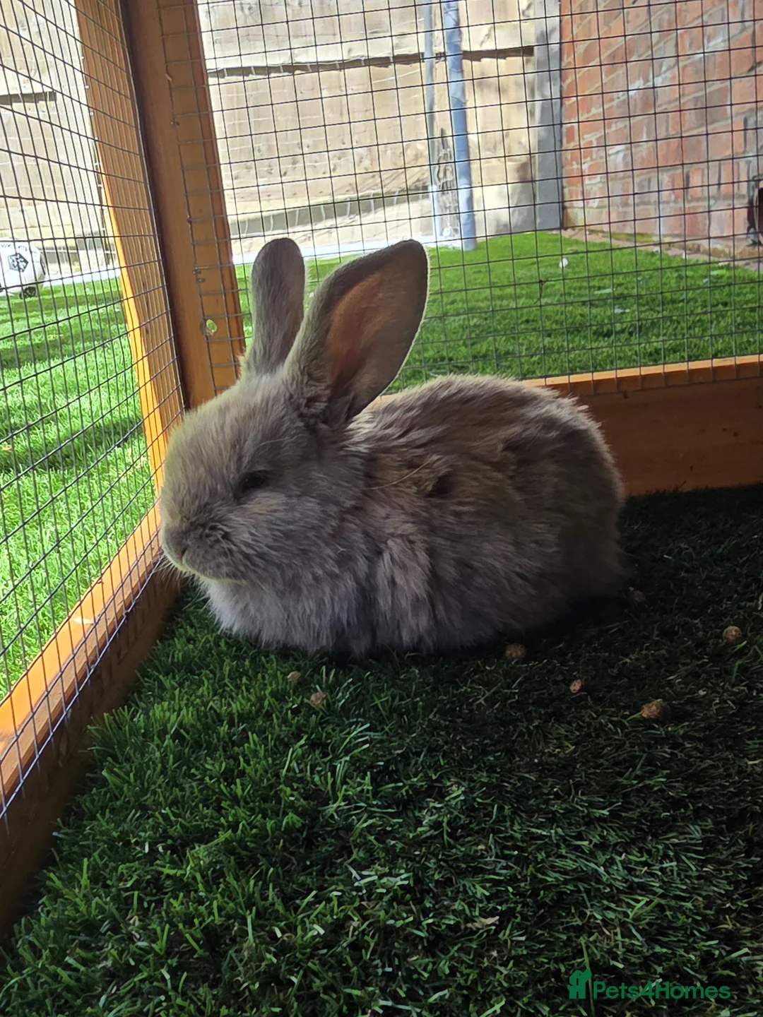 Mixed Breed rabbits for sale: Two female bunnies  in Oldham - Advert 2