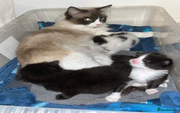 Ragdoll cats for sale: Ragdoll cross  - Image 7