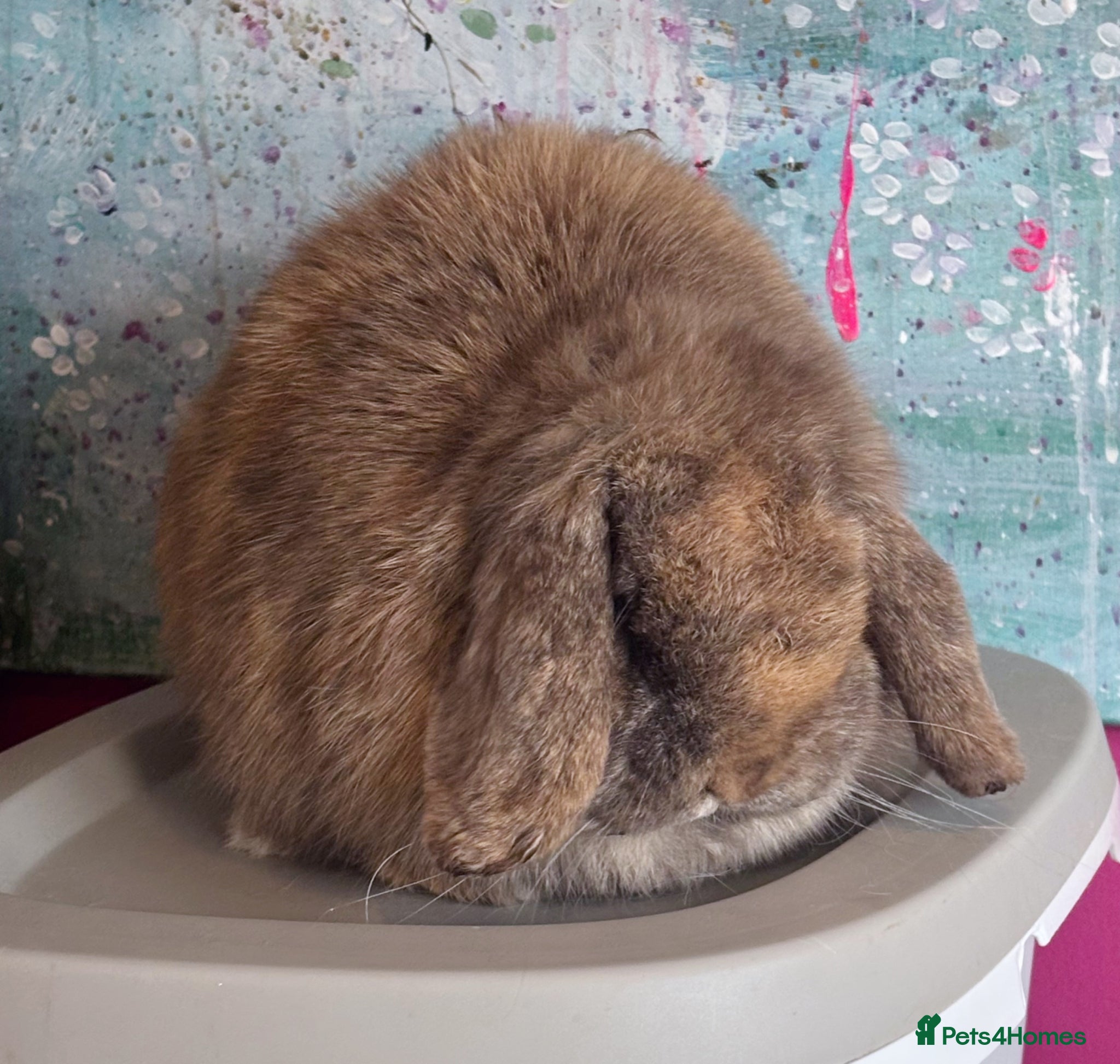 Mini Lop rabbits Beautiful Chocolate Harli Mini Lop Doe Available - Advert 5