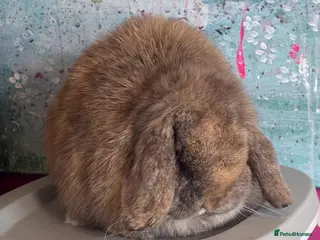 Mini Lop rabbits Beautiful Chocolate Harli Mini Lop Doe Available - Advert 4