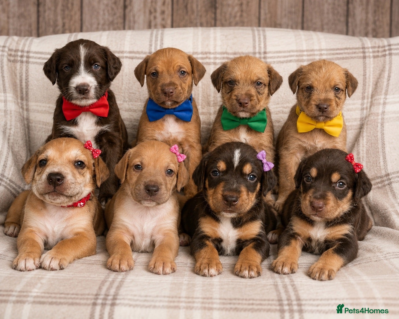 Mixed Breed dogs Beautiful puppies of our Family pets  - Advert 10