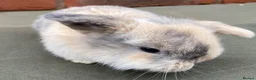 Mini Lop rabbits for sale: STUNNING PURE BRED MINI LOPS MUST SEE - Advert 29